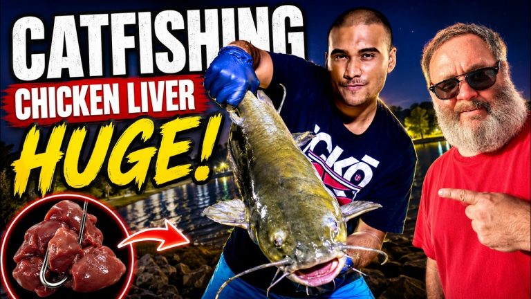 Chicken Liver Caught a HUGE Catfish! Night Catfishing Surprise